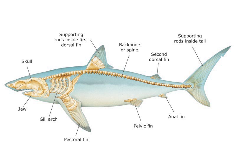 Animal skeletons, Shark, Shark facts